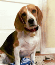 Xenical online kaufen