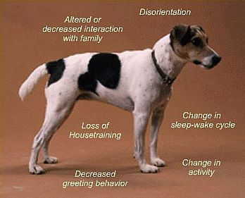 anipryl for dogs institute for nearly genuine research canine behavior simplified anipryl for dogs institute for nearly genuine research canine behavior simplified