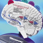 geodon desktop brain model