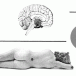 the psoriatic process can be beneficially influenced by thorazine